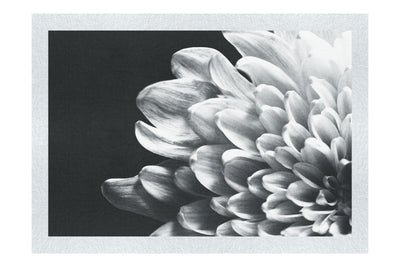 White Petal Plant - Monochrome Fine Art Print - Flowers & Plants Category
