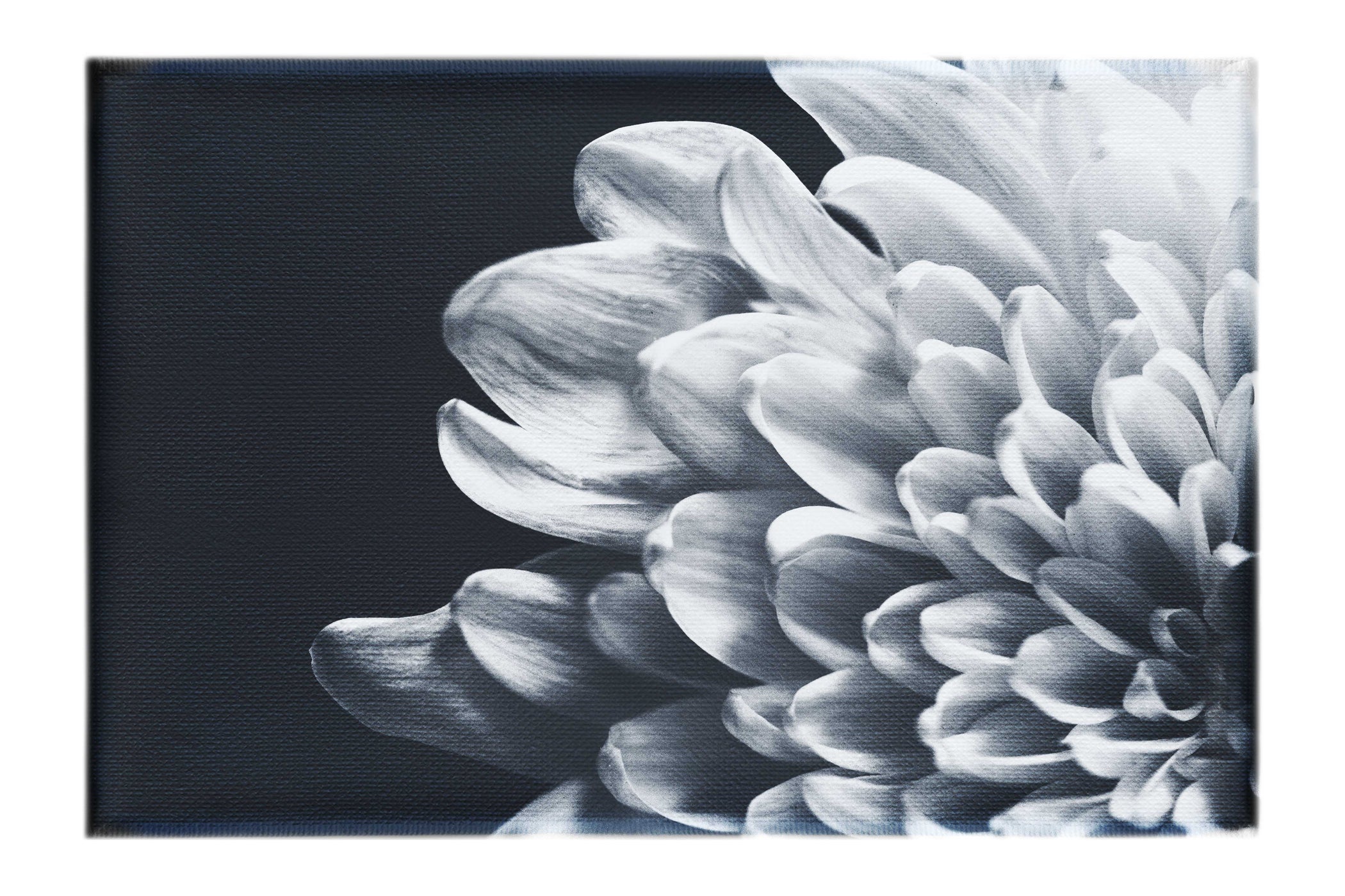 White Petal Plant - Canvas Print - Flowers & Plants Category