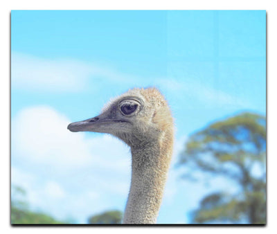 Ostrich Against Blue Sky - Acrylic Print - Wildlife Category