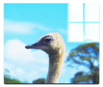 Ostrich Against Blue Sky - Acrylic Print - Wildlife Category