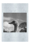 Ostrich Against Blue Sky - Monochrome Fine Art Print - Wildlife Category