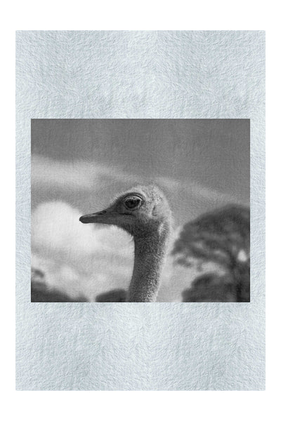 Ostrich Against Blue Sky - Monochrome Fine Art Print - Wildlife Category