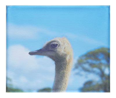 Ostrich Against Blue Sky - Canvas Print - Wildlife Category