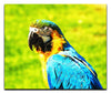 True Parrot - Acrylic Print - Wildlife Category