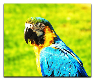 True Parrot - Acrylic Print - Wildlife Category