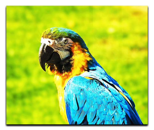 True Parrot - Acrylic Print - Wildlife Category