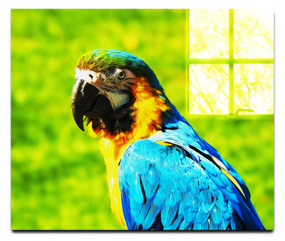 True Parrot - Acrylic Print - Wildlife Category