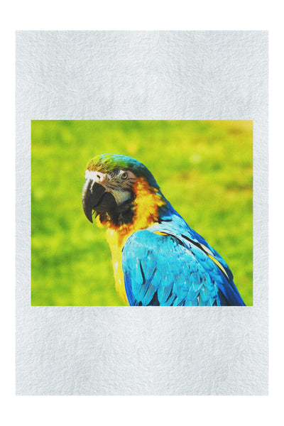 True Parrot - Fine Art Print - Wildlife Category