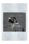 True Parrot - Monochrome Fine Art Print - Wildlife Category