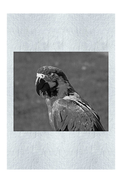 True Parrot - Monochrome Fine Art Print - Wildlife Category
