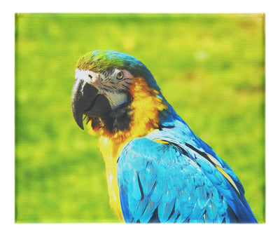 True Parrot - Canvas Print - Wildlife Category