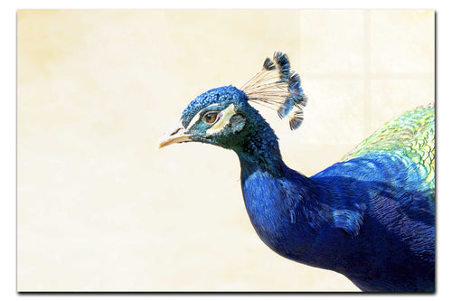 Peacock - Acrylic Print - Wildlife Category