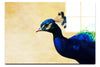 Peacock - Acrylic Print - Wildlife Category