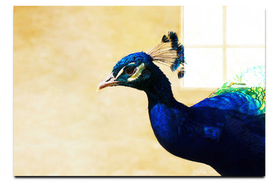 Peacock - Acrylic Print - Wildlife Category