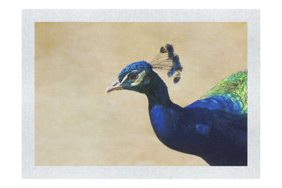 Peacock - Fine Art Print - Wildlife Category