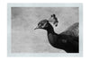 Peacock - Monochrome Fine Art Print - Wildlife Category