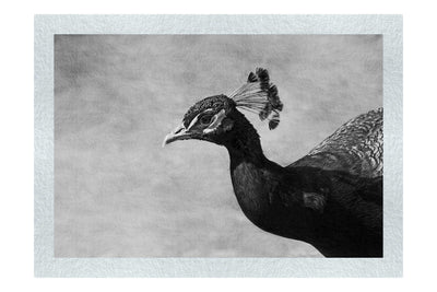 Peacock - Monochrome Fine Art Print - Wildlife Category