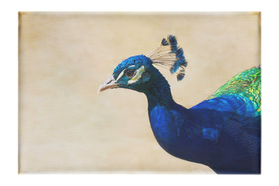 Peacock - Canvas Print - Wildlife Category