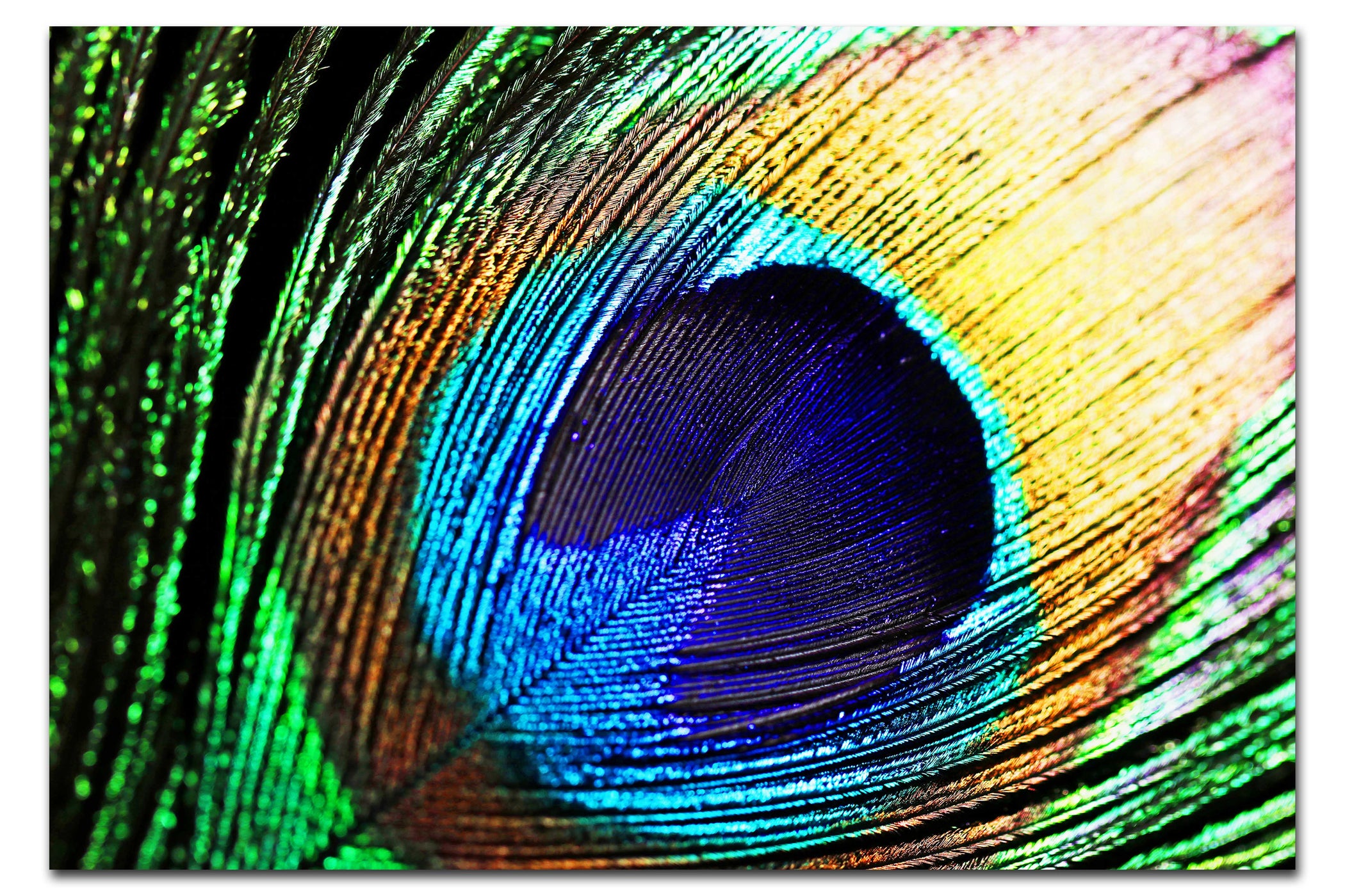 Feathered Jewel - Acrylic Print - Creative Category