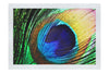 Feathered Jewel - Fine Art Print - Creative Category