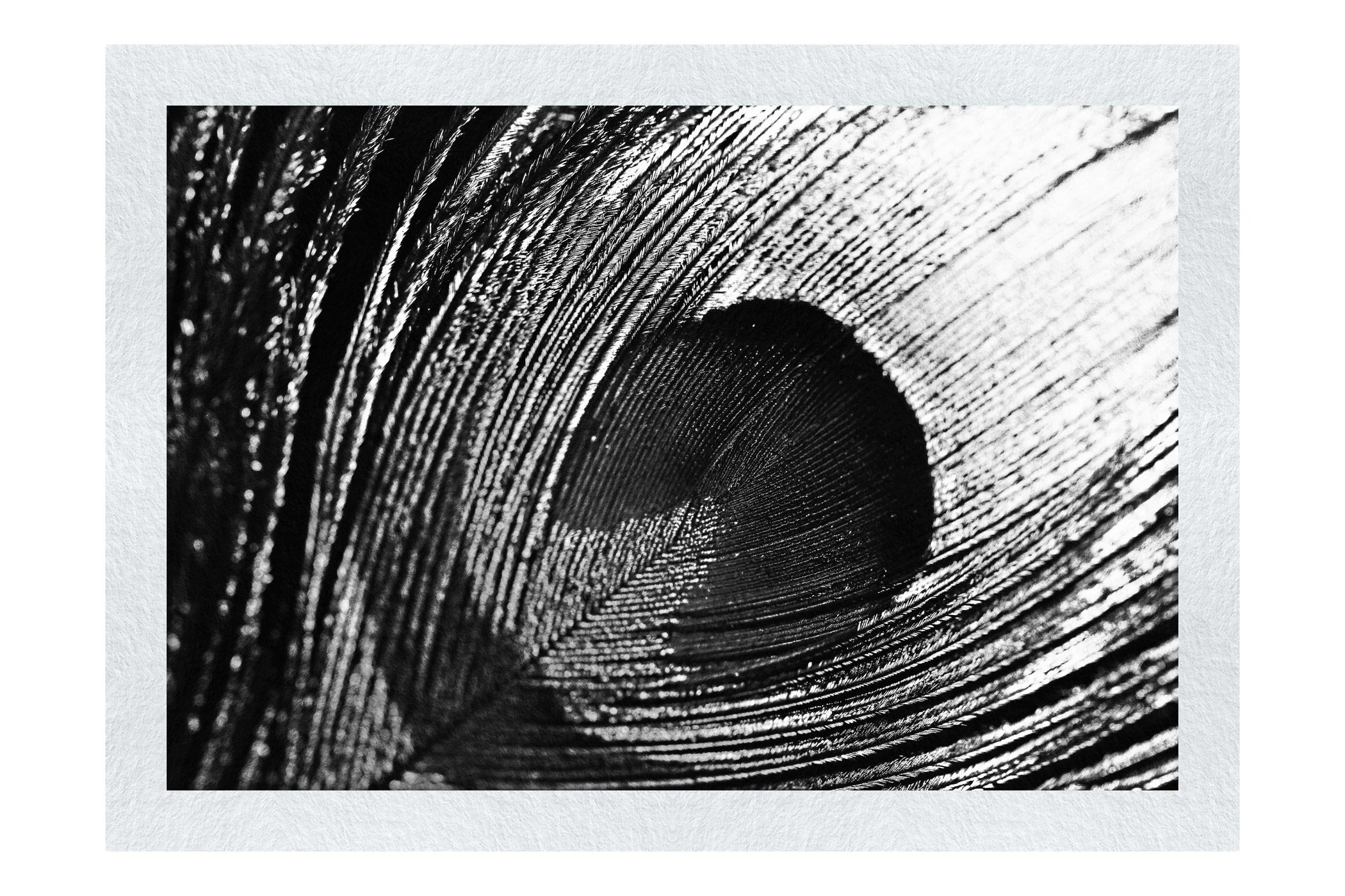 Feathered Jewel - Monochrome Fine Art Print - Creative Category