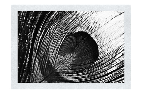 Feathered Jewel - Monochrome Fine Art Print - Creative Category