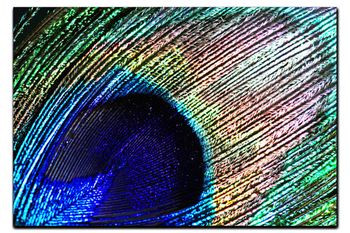 Nature's Kaleidoscope - Acrylic Print - Creative Category