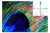 Nature's Kaleidoscope - Acrylic Print - Creative Category