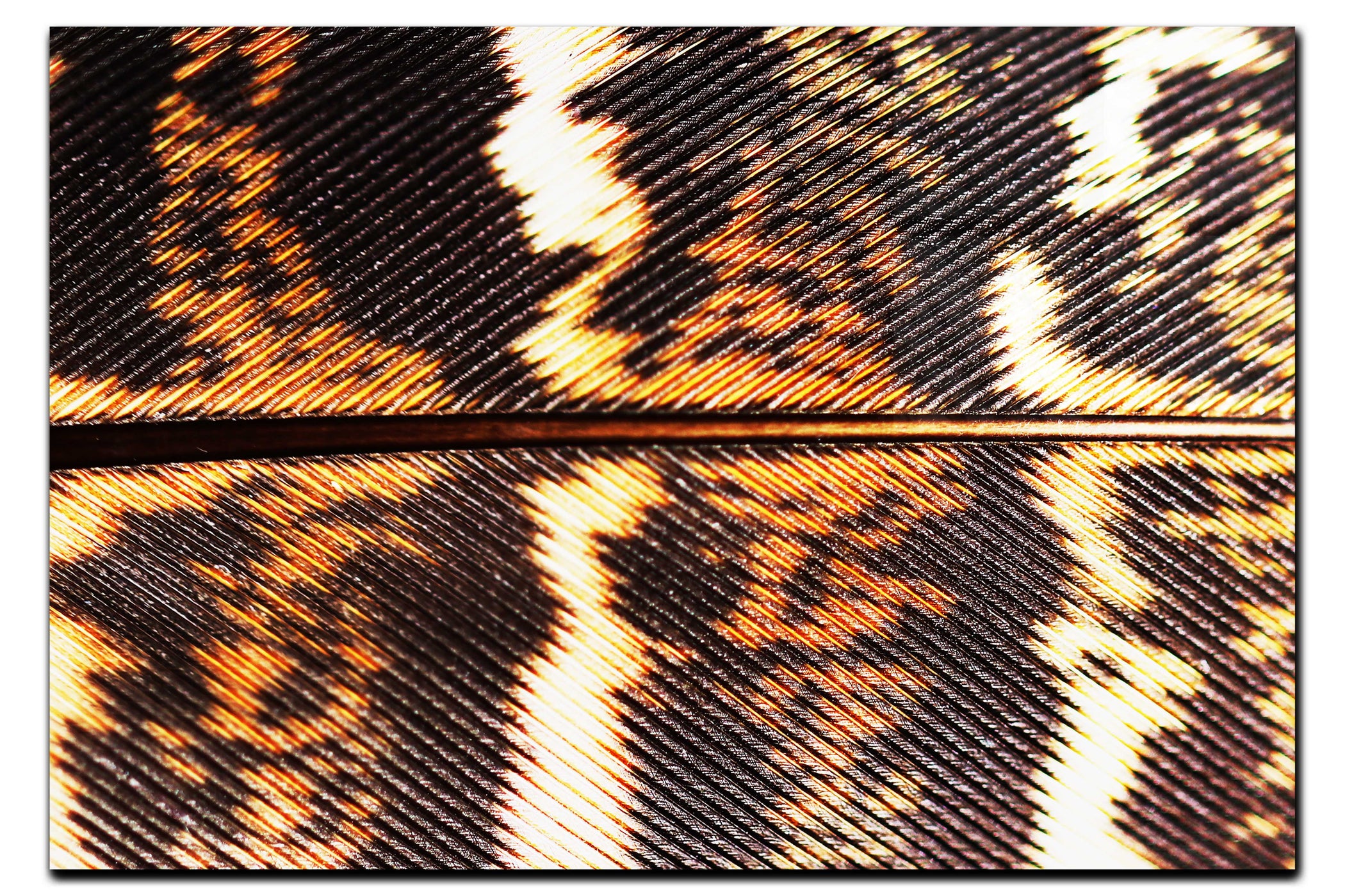 Golden Pheasant Feather - Acrylic Print - Creative Category