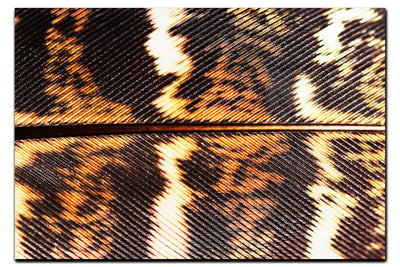 Golden Pheasant Feather - Acrylic Print - Creative Category