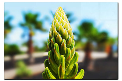 Succulent Spire - Acrylic Print - Flowers & Plants Category