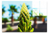 Succulent Spire - Acrylic Print - Flowers & Plants Category