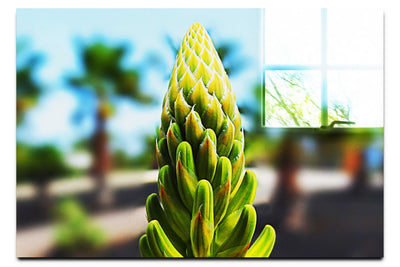Succulent Spire - Acrylic Print - Flowers & Plants Category