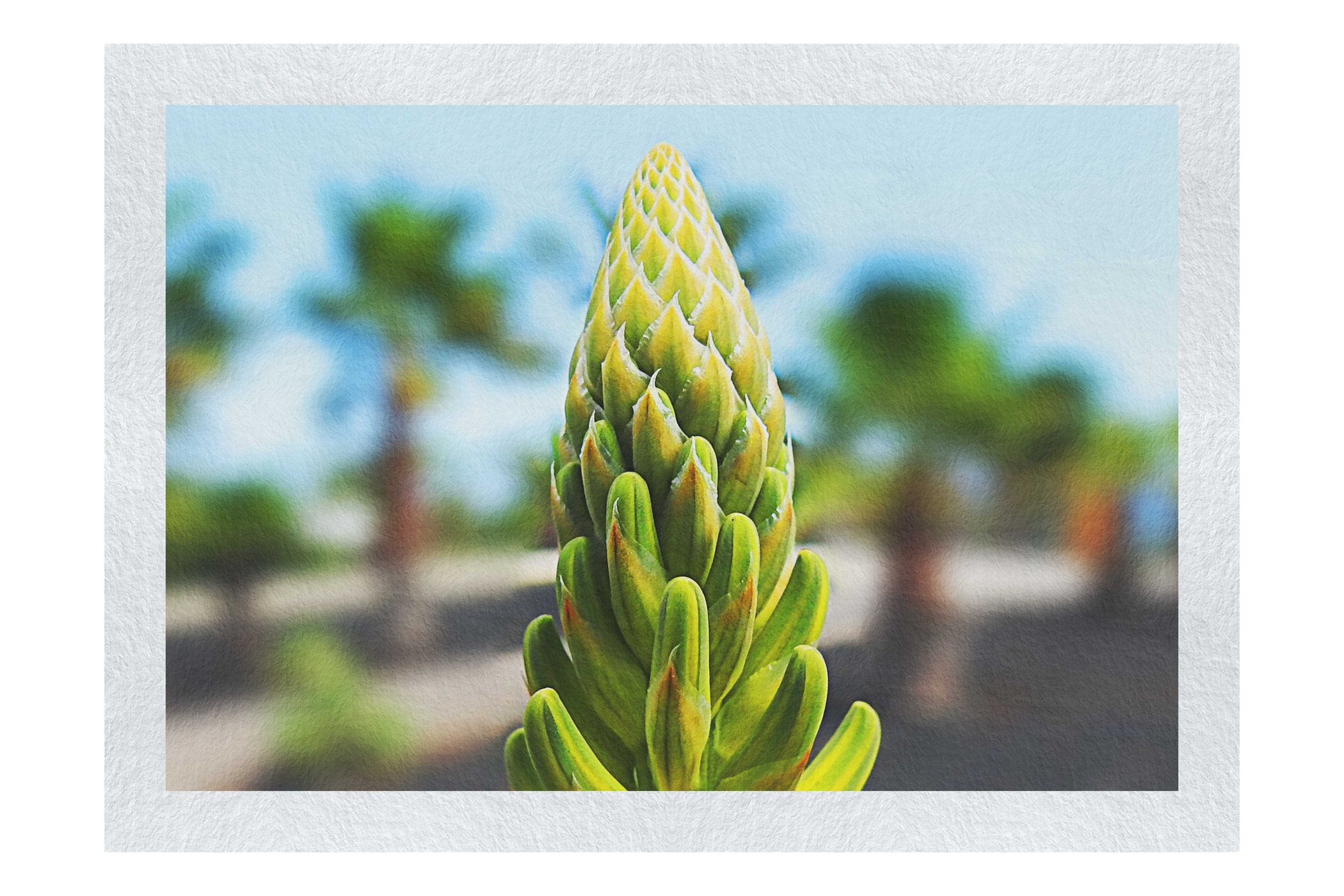 Succulent Spire - Fine Art Print - Flowers & Plants Category