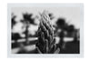 Succulent Spire - Monochrome Fine Art Print - Flowers & Plants Category