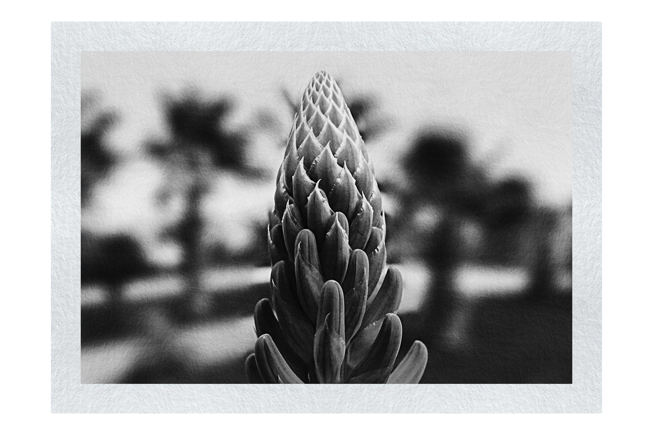 Succulent Spire - Monochrome Fine Art Print - Flowers & Plants Category