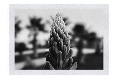 Succulent Spire - Monochrome Fine Art Print - Flowers & Plants Category