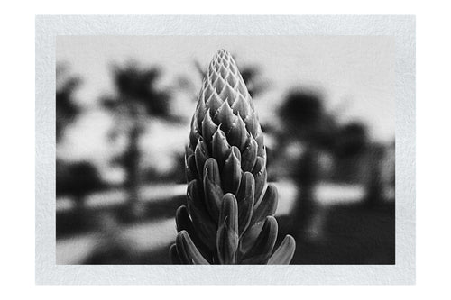 Succulent Spire - Monochrome Fine Art Print - Flowers & Plants Category