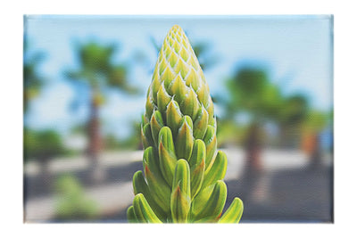Succulent Spire - Canvas Print - Flowers & Plants Category