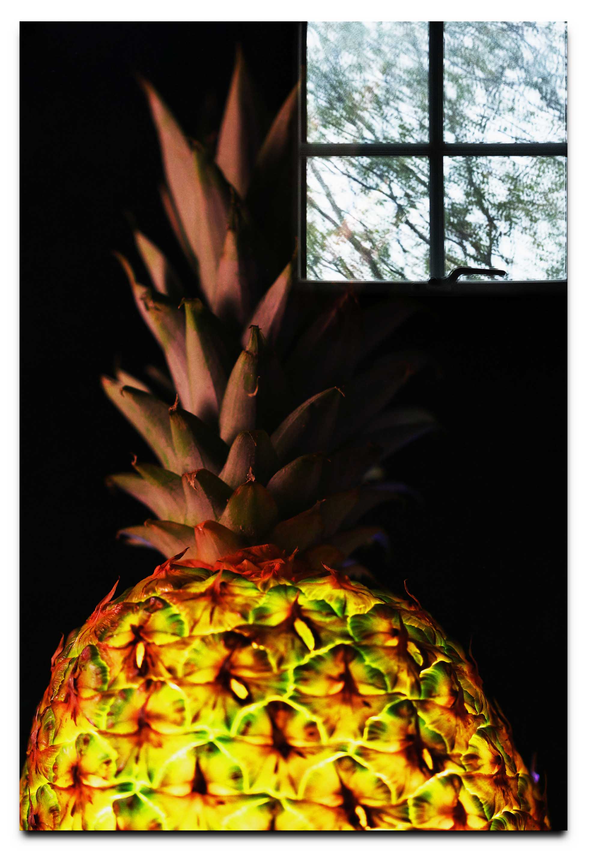 Pineapple Noir- Acrylic Print - Food Art Category