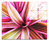 Tropical Glow - Acrylic Print - Flowers & Plants Category