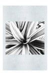 Tropical Glow - Monochrome Fine Art Print - Abstract Category
