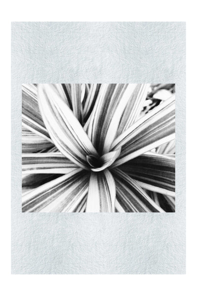 Tropical Glow - Monochrome Fine Art Print - Abstract Category