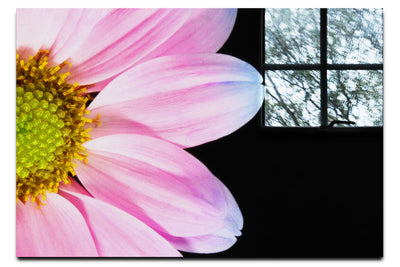 Delicate Daisy - Acrylic Print - Flowers & Plants Category