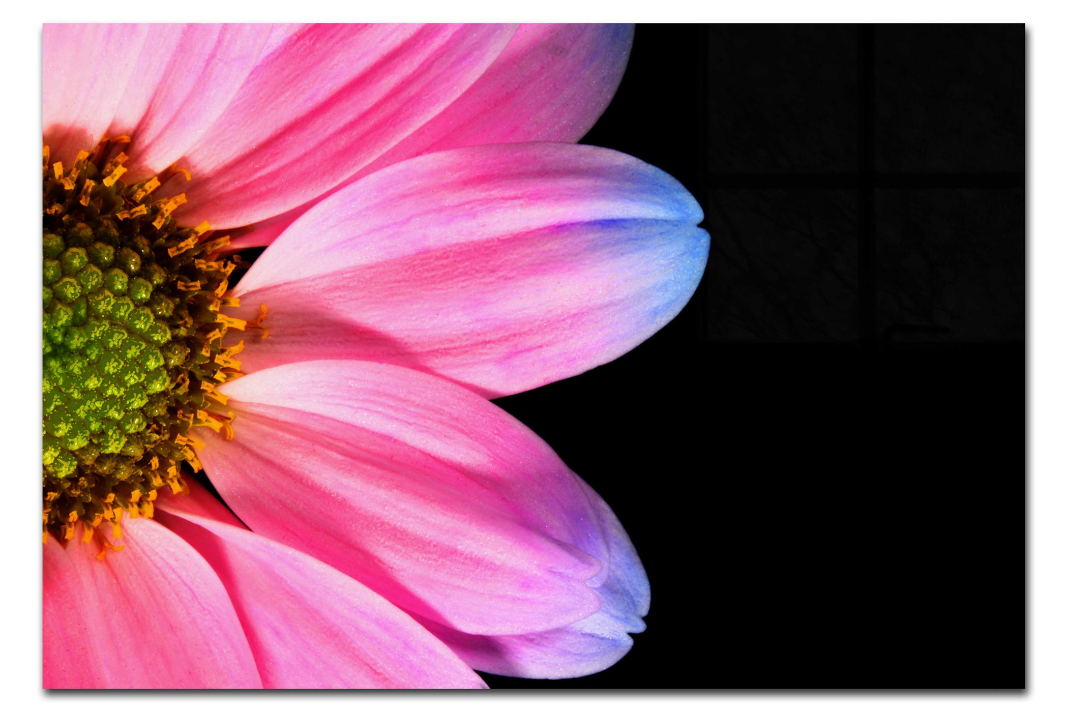 Delicate Daisy - Acrylic Print - Flowers & Plants Category