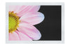 Delicate Daisy - Fine Art Print - Flowers & Plants Category