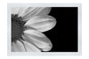 Delicate Daisy - Monochrome Fine Art Print - Flowers & Plants Category
