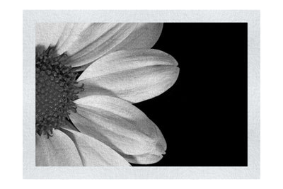 Delicate Daisy - Monochrome Fine Art Print - Flowers & Plants Category