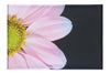 Delicate Daisy - Canvas Print - Flowers & Plants Category