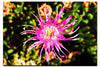 Fireworks in Bloom - Acrylic Print - Flowers & Plants Category
